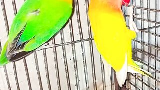 Birds chiks