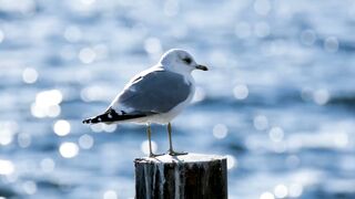 Birds|| Nature ||4k Geography.