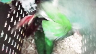 Green Cheek Yellow sided Conure Chiks