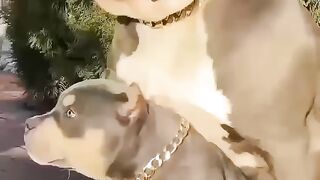 Pitbull dog STATUS ????????????