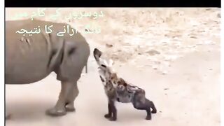 Denger Animal