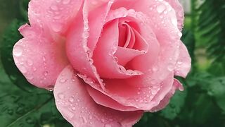 BEAUTI FULL FLOWER