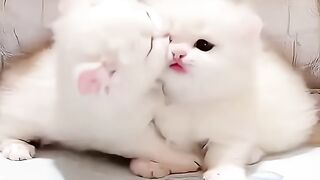 Cute dogs videos ????????????