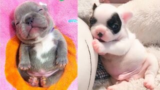Baby Dogs - Cute and Funny Dog Videos Compilation