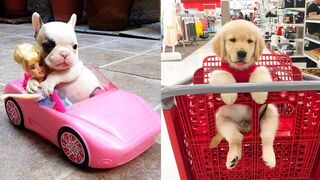 Baby Dogs - Cute and Funny Dog Videos Compilation #4