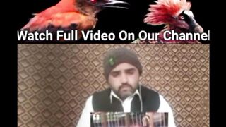 Pakistan reaction: Most Dangerous birds in the world