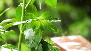 Rain Music Sleep