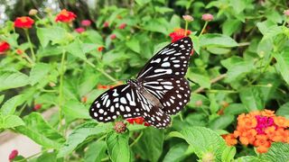 BEAUTIFULL BUTTERFLY