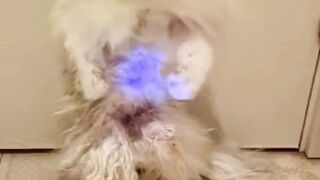 Cat Playing