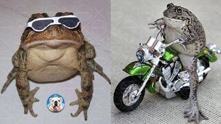 How Cute Can Frog Be Watch This! #2