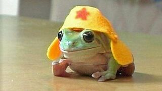 How Cute Can Frog Be Watch This!