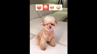 Cute baby animals videos