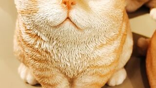 Kitty ????