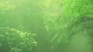 Nature View with song