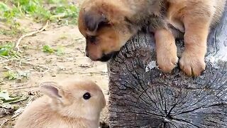 Little Cute Rabbit