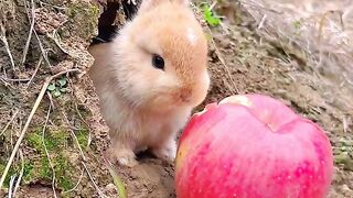 CUTE  RABBIT ENTERTAINMENT FOR KIDS