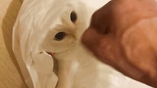 Dangerous White Cat