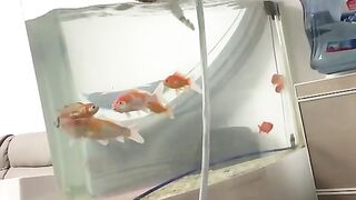 Animals videos.and funny video