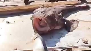 The Real Sea Monster|| zaiyanworldvlog || piranha fish ????