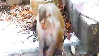 Old Monkey is difficulty to giving a birth but she is okay now