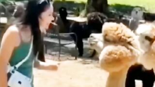 Funny short videos | memes videos | Subscribe