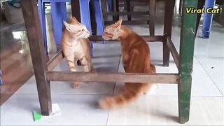 Cats_Fighting_and_Meowing_-_These_Two_are_Bloody_Brothers_