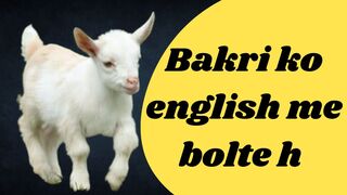 Bakri ke bchche ko english me kaya bolte hai #easylearning#goatbaby