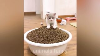 Funniest Dogs And Cats Videos / Best Funny Animal Videos 2023/funny cats and dog