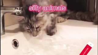 silly funny moments of animals