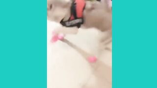 Funny Animal Videos Funniest Cat And Dog Videos Try Not To Laugh Blessedbariton