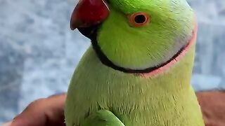 Cute parrot ????