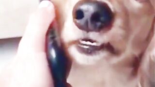 Dogs vs monkeys - must watch video