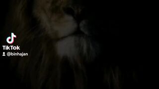 Trend Trending videos