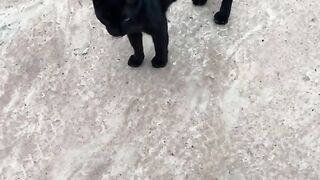 Esse gato ficou invocado