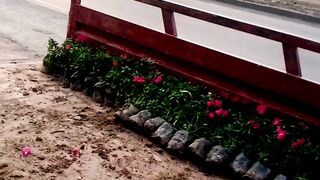 Rose plants | Rose plants Available for sale