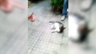 Funny cat --- Vs Gun --- Funny Animals--- playing dead on finger shot Compilation_Animal