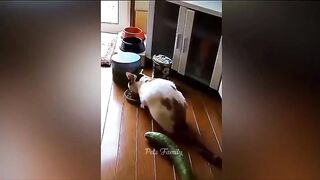 The Funniest Cat Videos on the Internet ????????