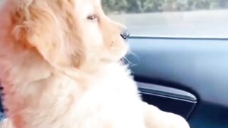 The_best_fun_funny_videos_pets????????_TRY_NOT_TO_LAUGH_lol159????????????_#short(1080p).