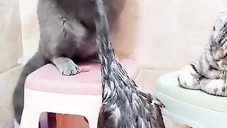 cats  fight with duck /cats  fight with duck