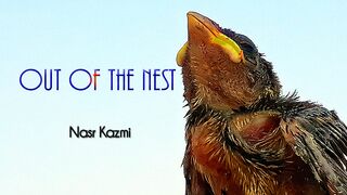 01- Out of the Nest / Nasr Kazmi