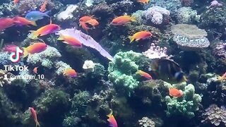 Fish aquarium video beautiful video