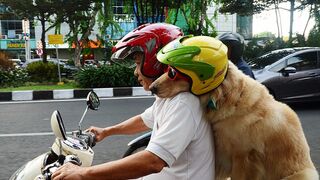 Funny ride with my dog ????????????????????????