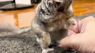 A beautiful cat baby playing with girl