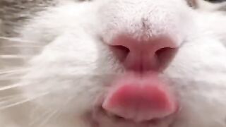 Innocence (Cat) Tom 2023