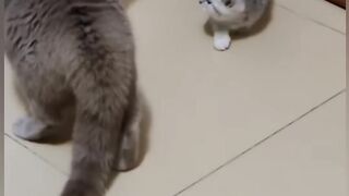Cat is Funny Short HD Cat Helping another small cat So Nice So Funny