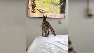 Funny Animals Video - Best Cats???? and Dogs???? Videos of the Month 2022!