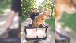 Funny Animals Video - Best Cats???? and Dogs???? Videos of the Month 2022!