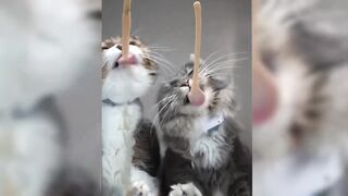 Funny Animals Video - Best Cats???? and Dogs???? Videos of the Month 2022! #131