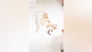 Best Funny Animal Videos| Funny Animal Video Compilation ????