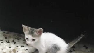 Rabbit Kitten | Funny Kitten | Kucing
